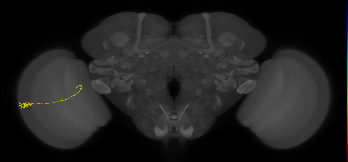 Tm5c_L (MaleCNS:529599)