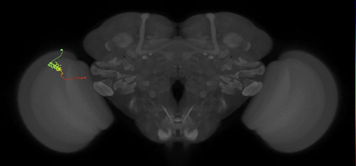 Tm5c_L (MaleCNS:115887)