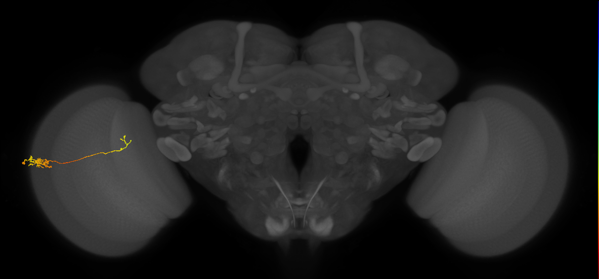 Tm5c_L (MaleCNS:535241)