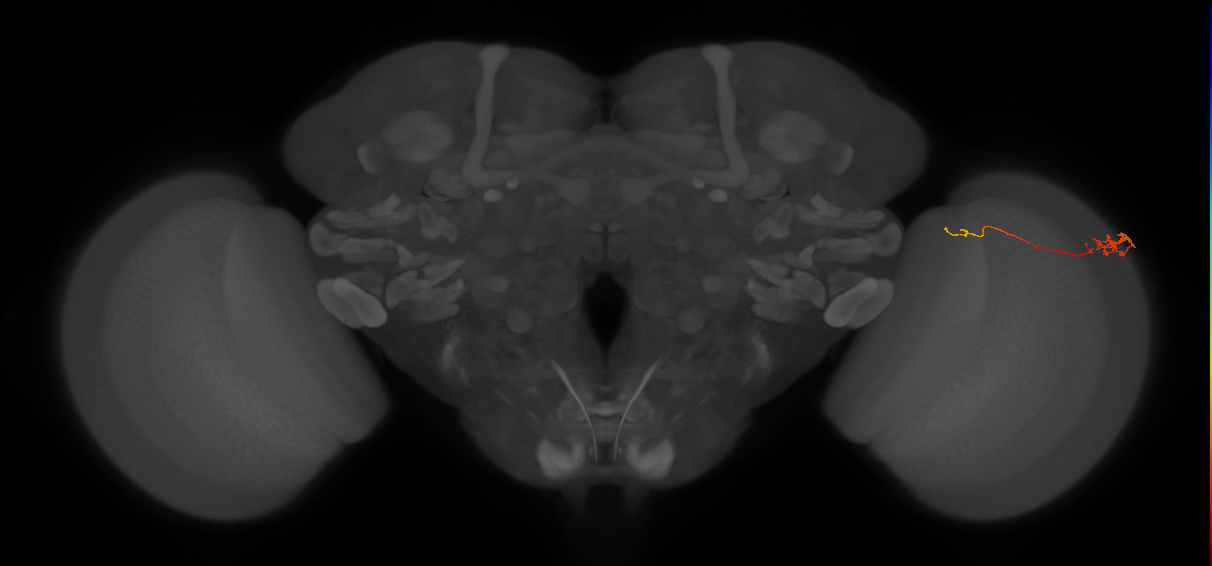 Tm5c_R (MaleCNS:132939)