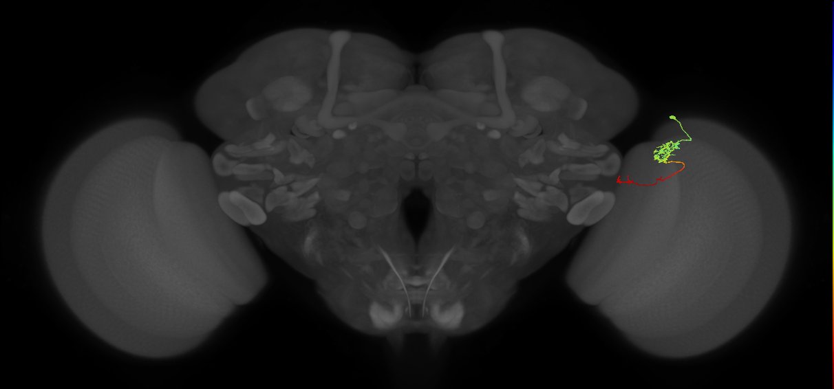Tm5c_R (MaleCNS:554679)