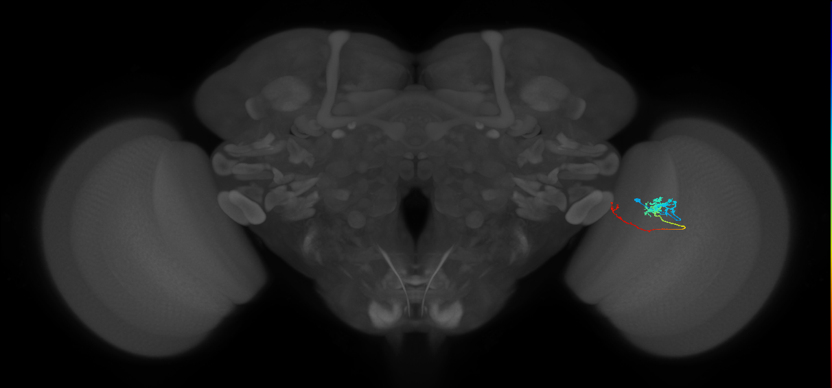 Tm5c_R (MaleCNS:74920)