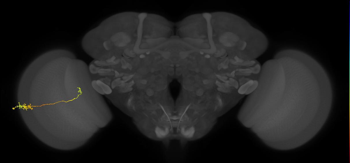 Tm5c_L (MaleCNS:530269)