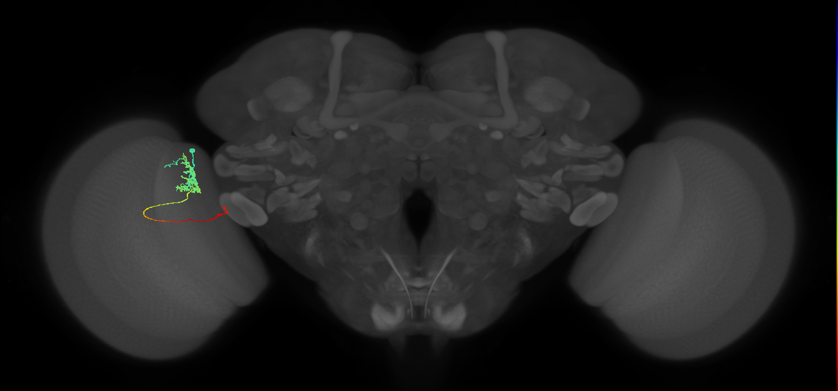 Tm5c_L (MaleCNS:518485)
