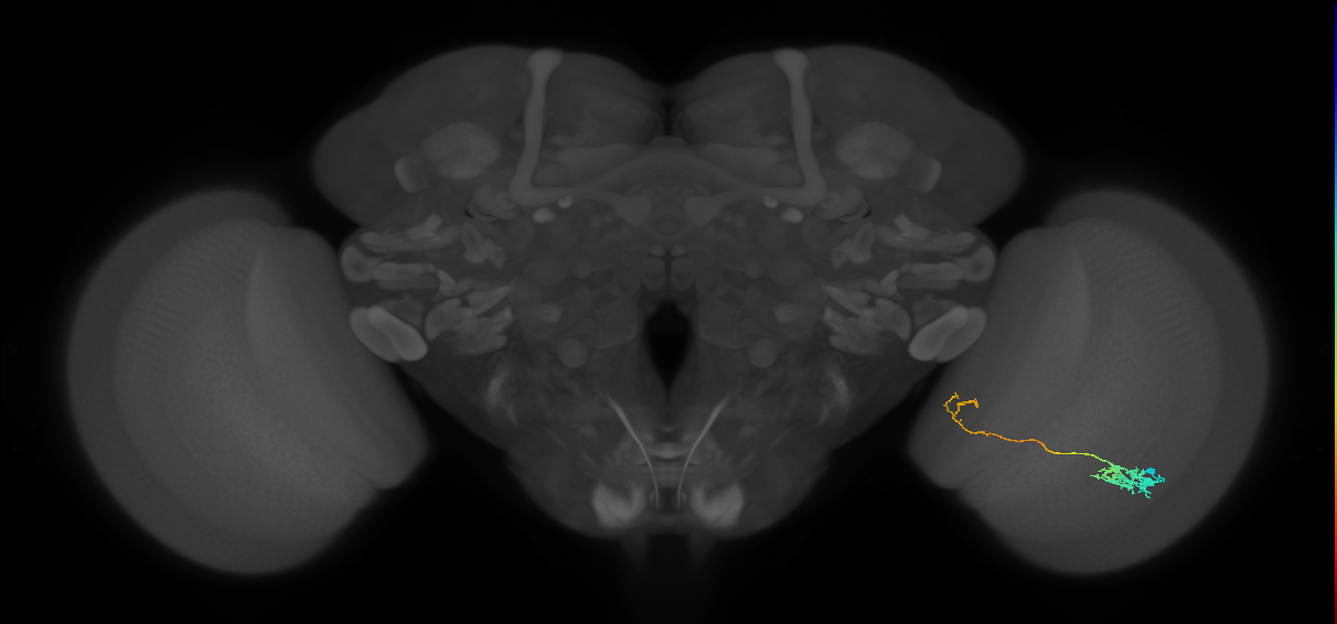 Tm5c_R (MaleCNS:68990)