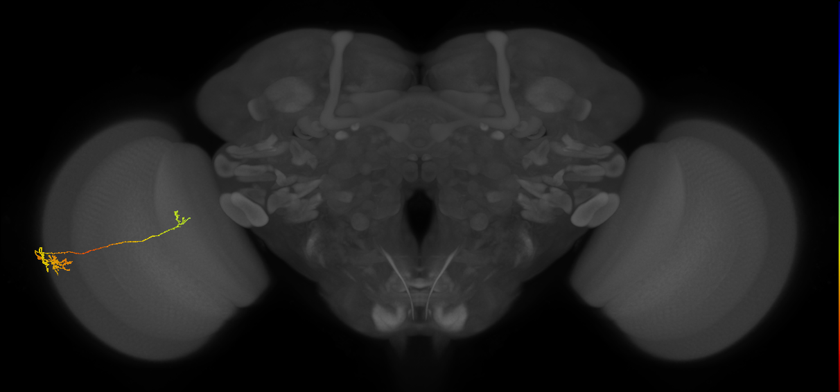 Tm5c_L (MaleCNS:41092)