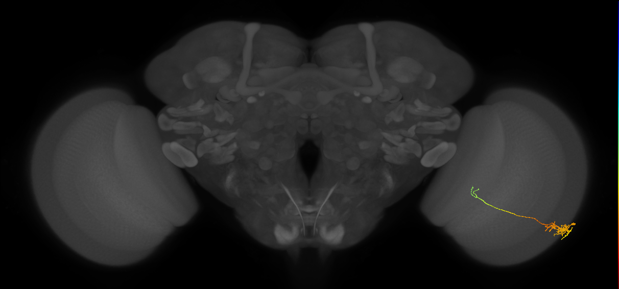Tm5c_R (MaleCNS:89875)