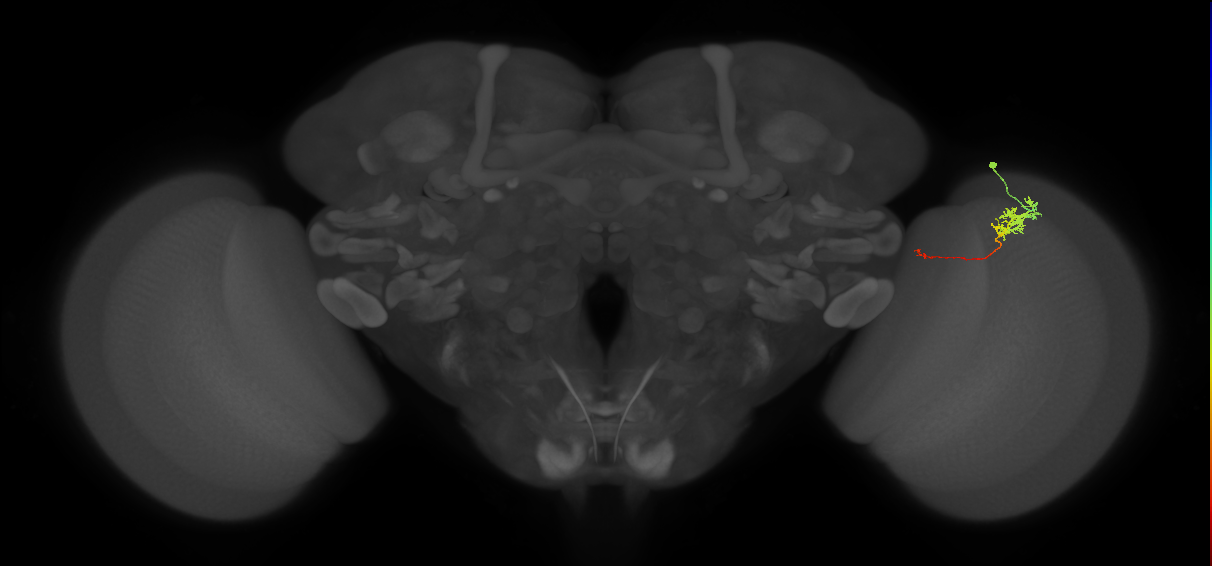 Tm5c_R (MaleCNS:105025)