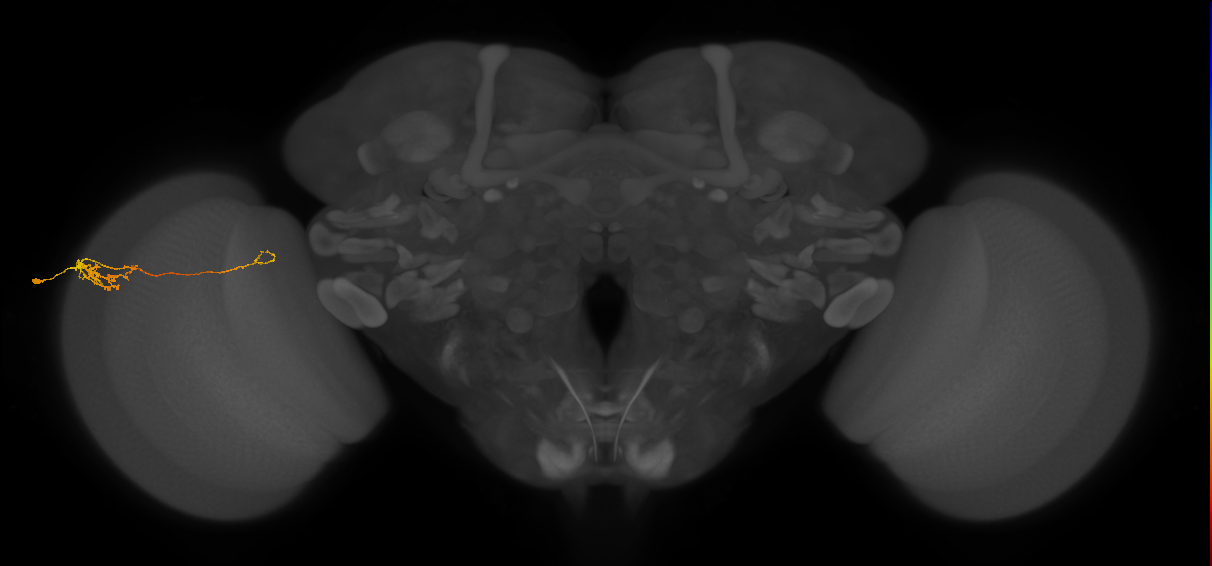 Tm5c_L (MaleCNS:513557)