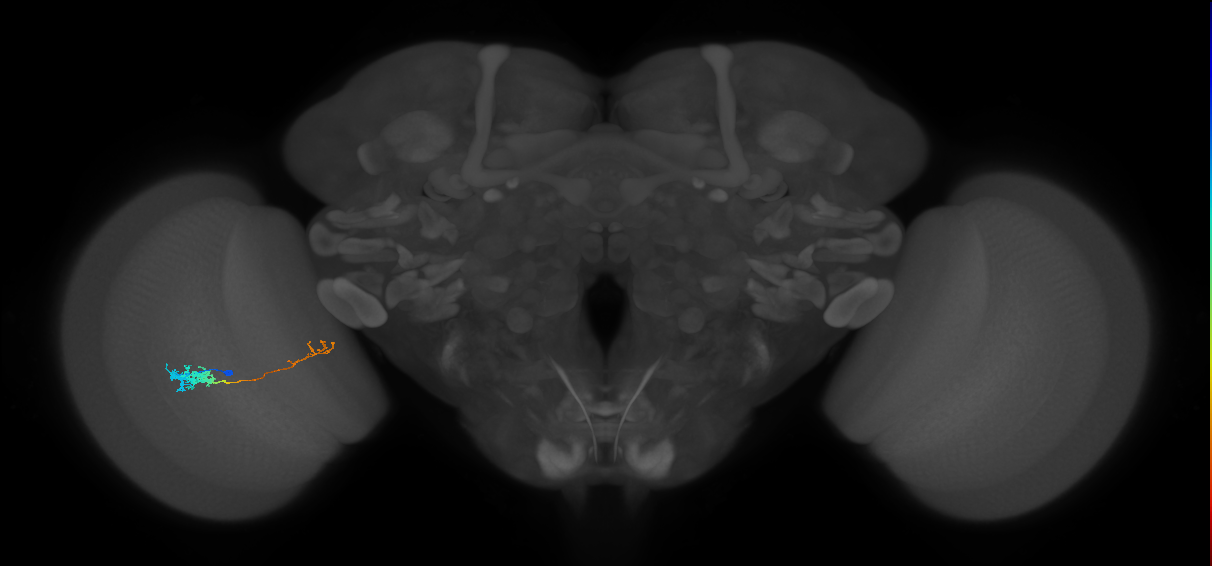Tm5c_L (MaleCNS:530541)