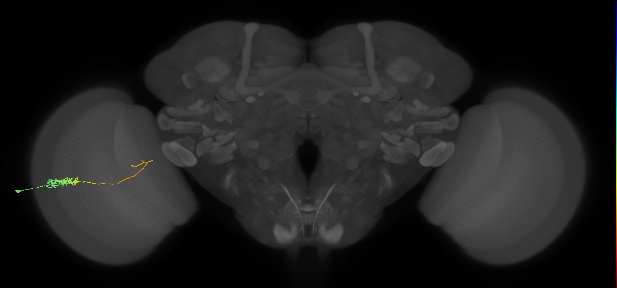 Tm5c_L (MaleCNS:541974)