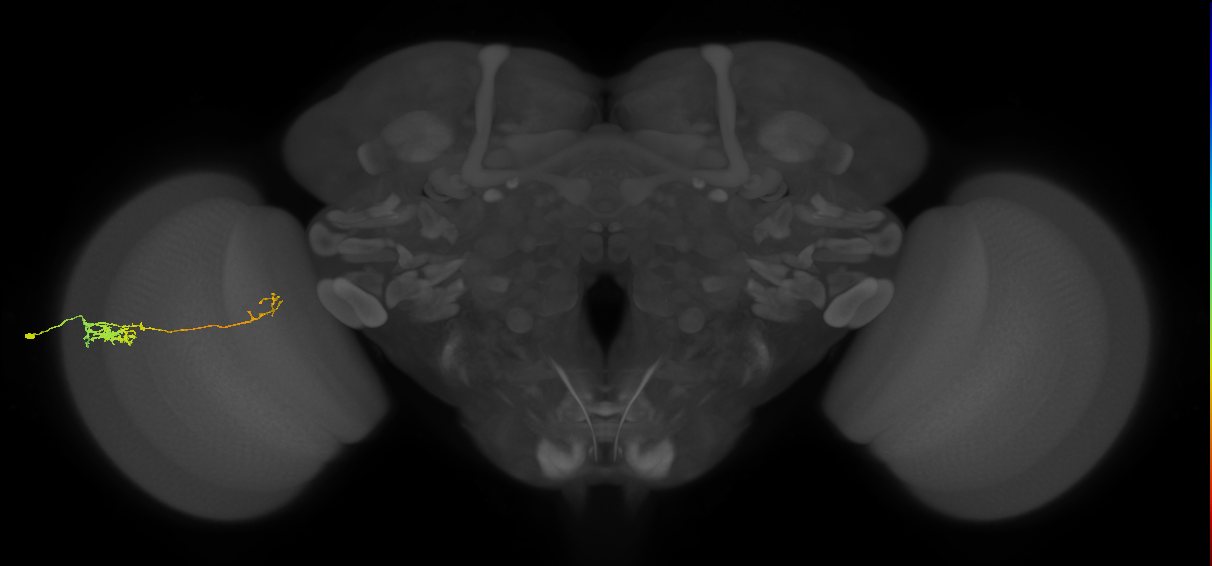 Tm5c_L (MaleCNS:544891)