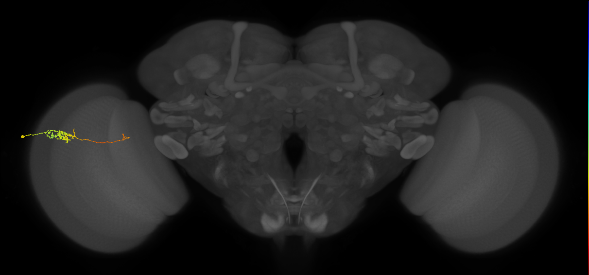Tm5c_L (MaleCNS:513777)