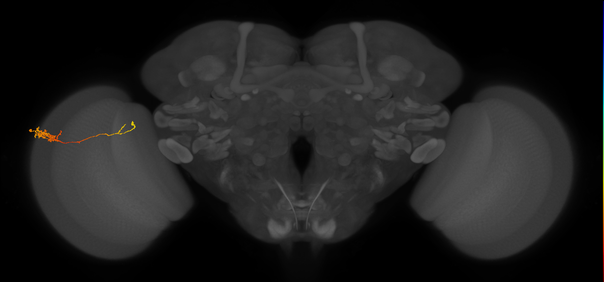 Tm5c_L (MaleCNS:541795)