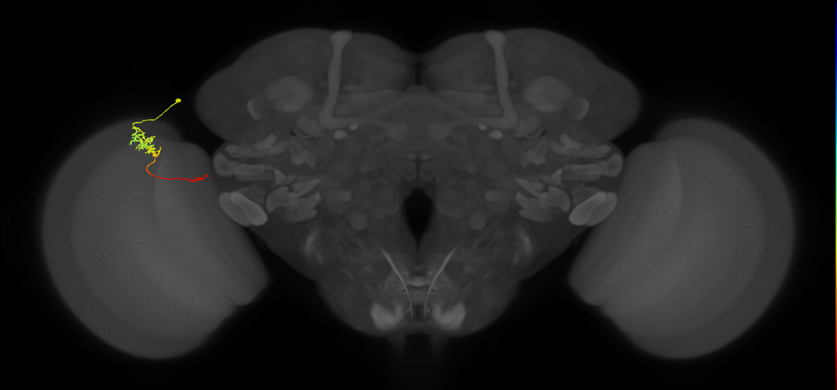 Tm5c_L (MaleCNS:534759)
