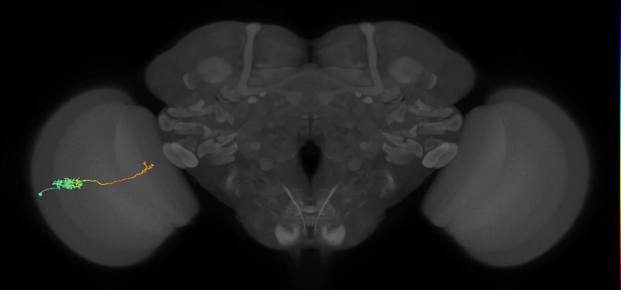 Tm5c_L (MaleCNS:514499)