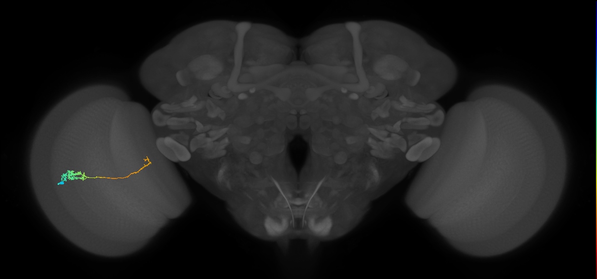 Tm5c_L (MaleCNS:96532)