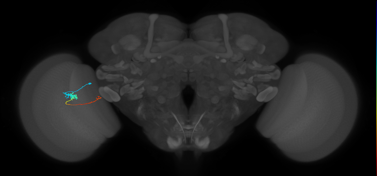 Tm5c_L (MaleCNS:74946)