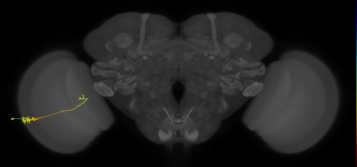 Tm5c_L (MaleCNS:82492)