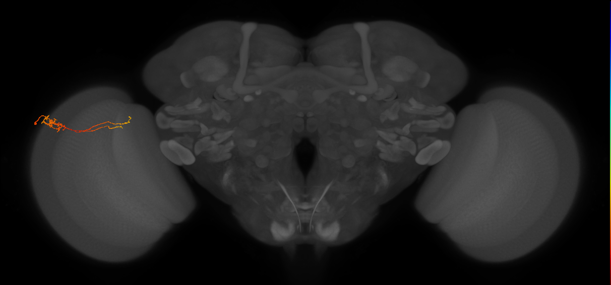 Tm5c_L (MaleCNS:113506)