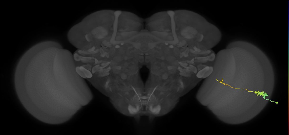 Tm5c_R (MaleCNS:179028)