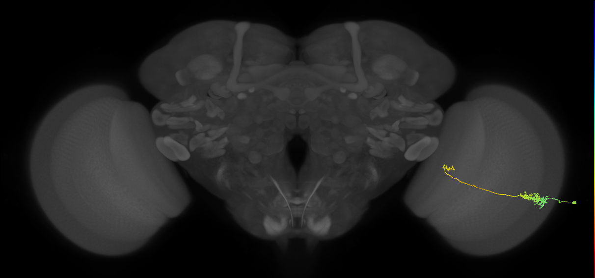 Tm5c_R (MaleCNS:100034)