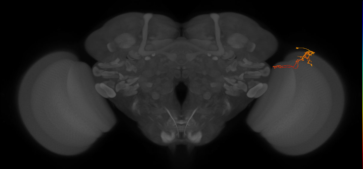 Tm5c_R (MaleCNS:106883)