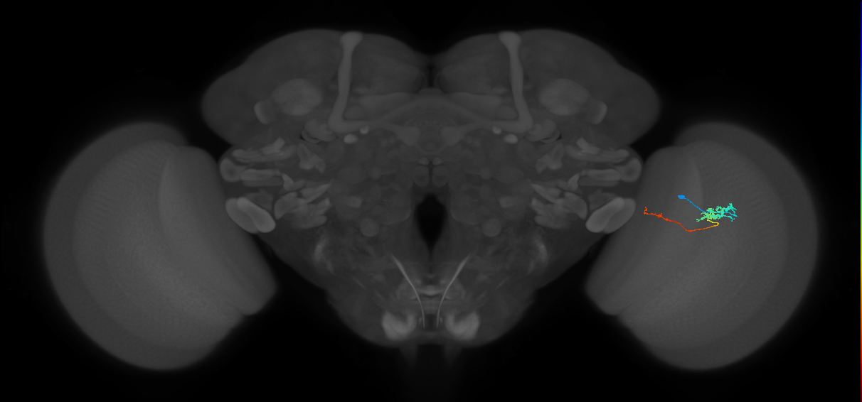 Tm5c_R (MaleCNS:77996)