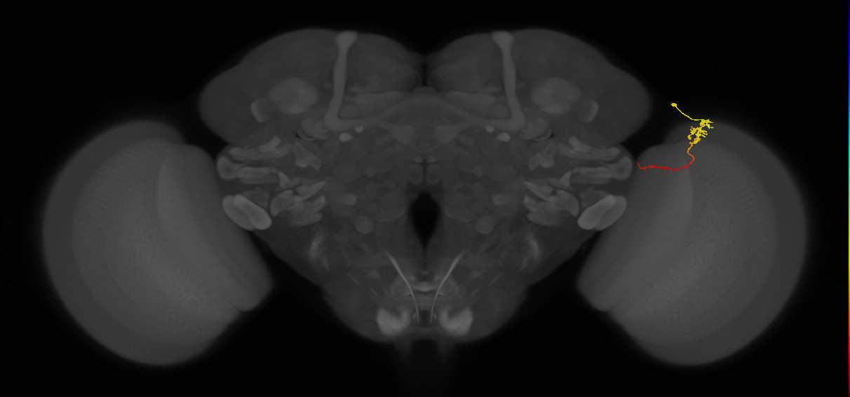 Tm5c_R (MaleCNS:128339)