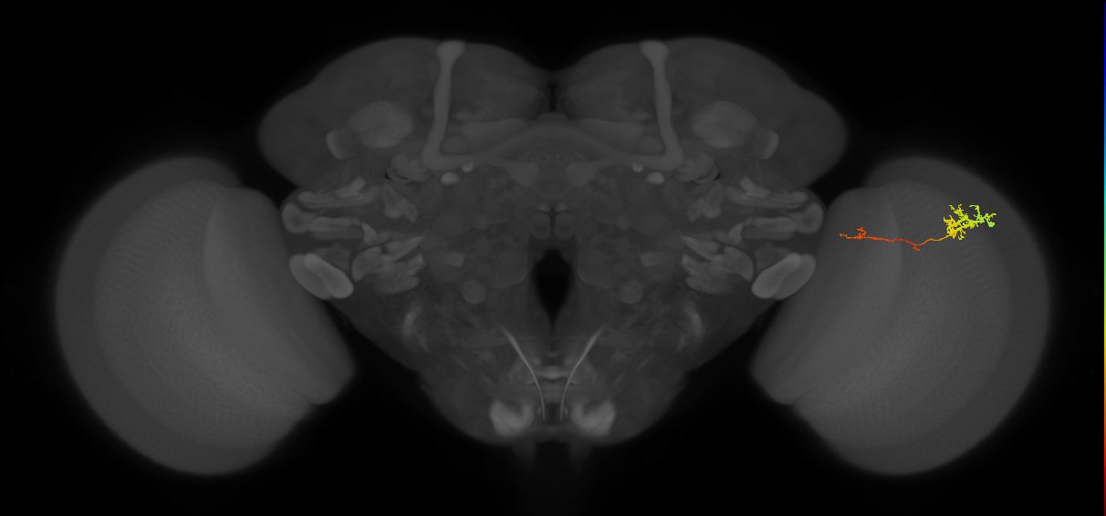 Tm5c_R (MaleCNS:89820)