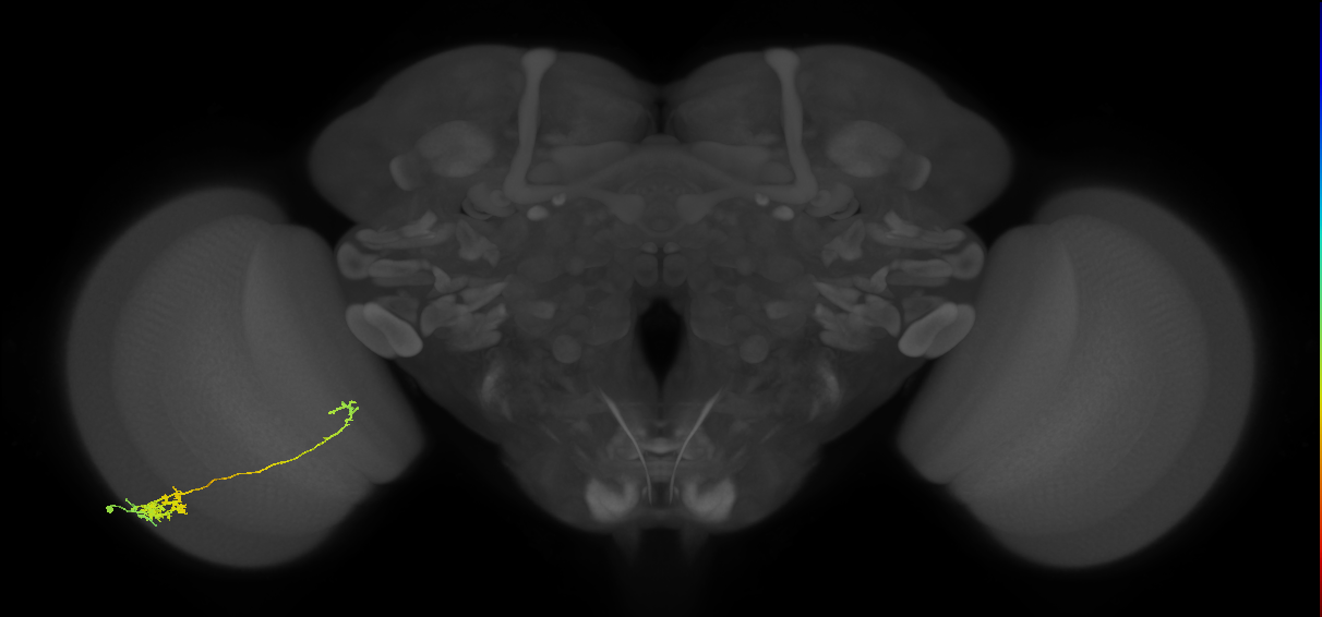 Tm5c_L (MaleCNS:537834)
