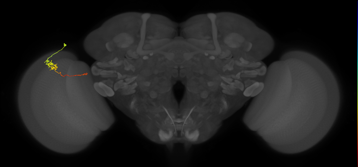 Tm5c_L (MaleCNS:112249)