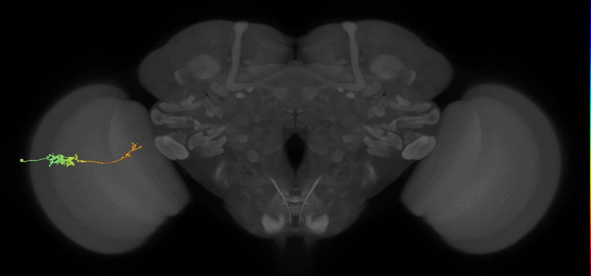 Tm5c_L (MaleCNS:63173)