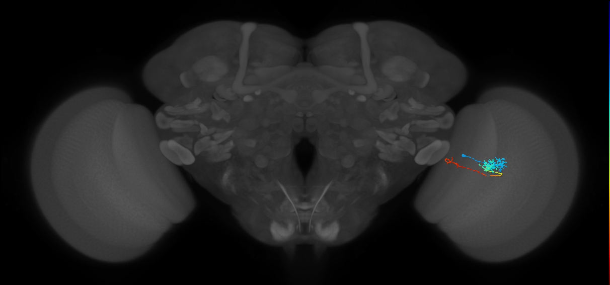 Tm5c_R (MaleCNS:88535)