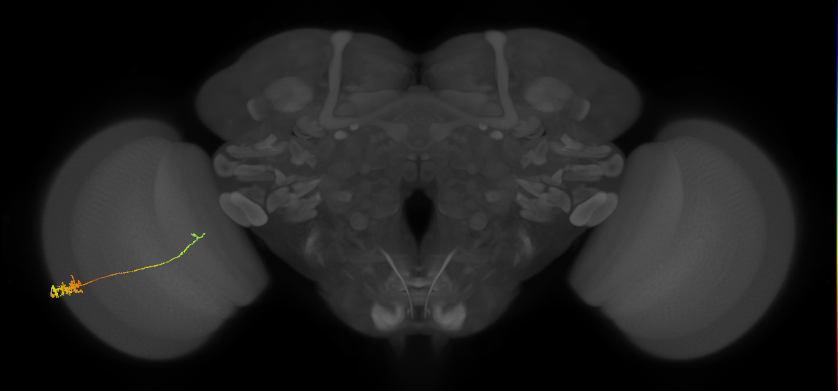 Tm5c_L (MaleCNS:31141)