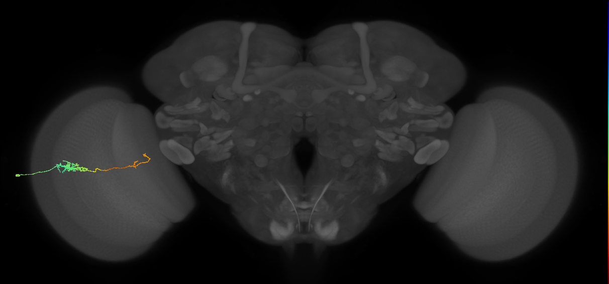 Tm5c_L (MaleCNS:86096)