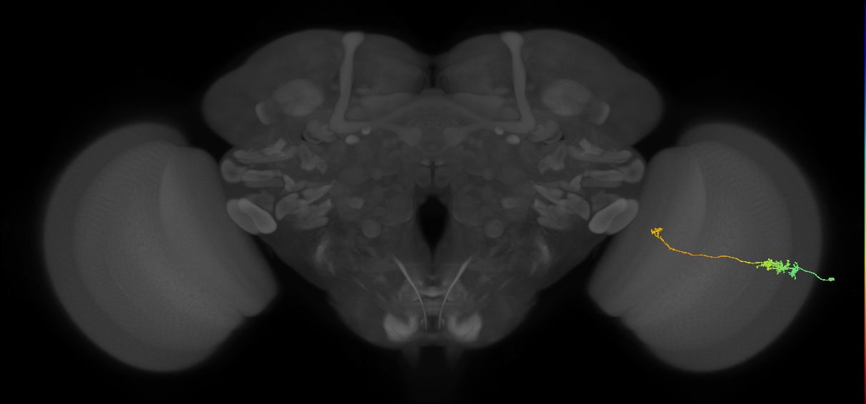Tm5c_R (MaleCNS:99816)