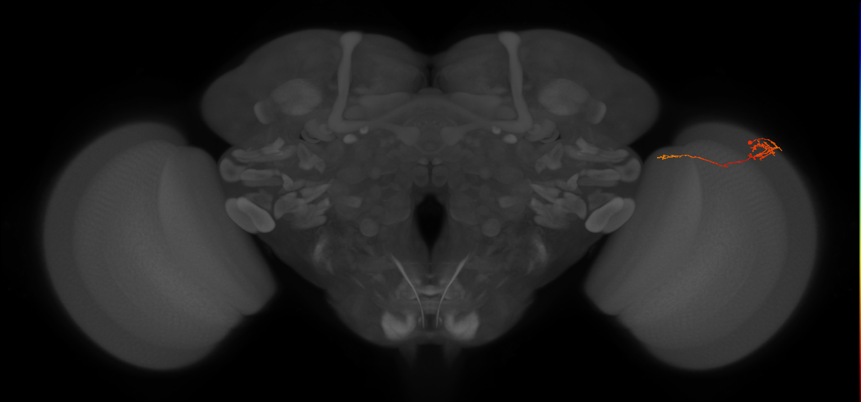 Tm5c_R (MaleCNS:113371)