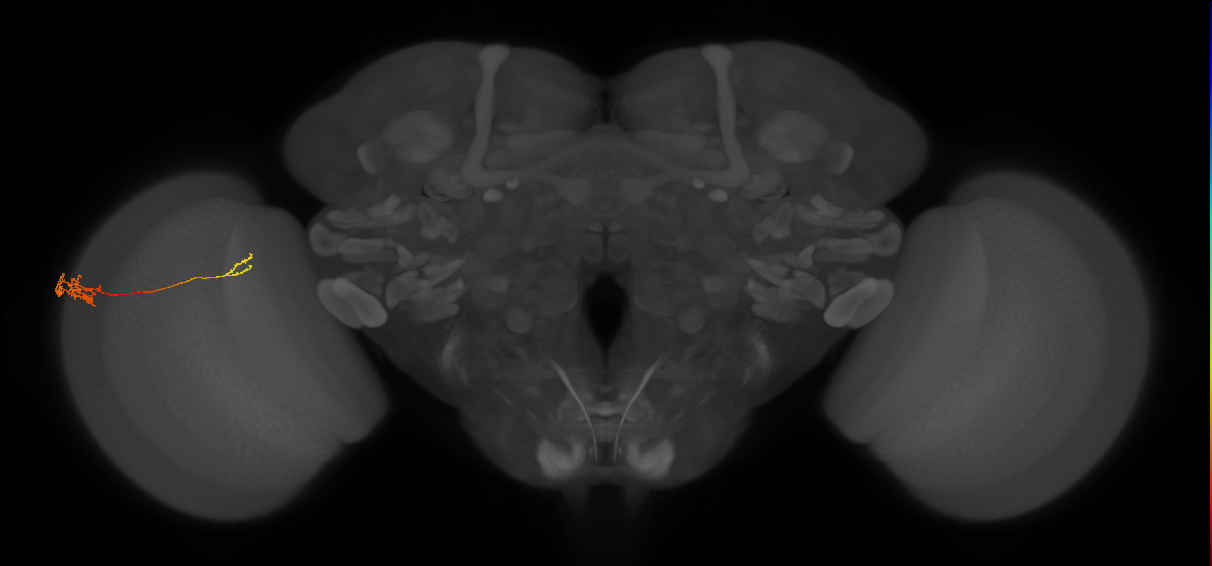Tm5c_L (MaleCNS:98840)
