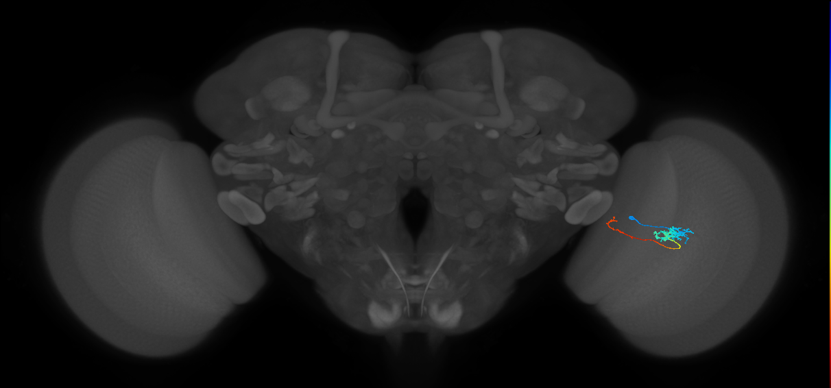 Tm5c_R (MaleCNS:75637)