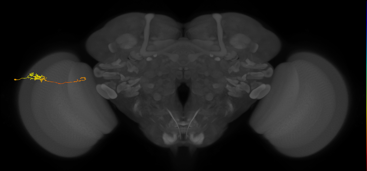 Tm5c_L (MaleCNS:537640)