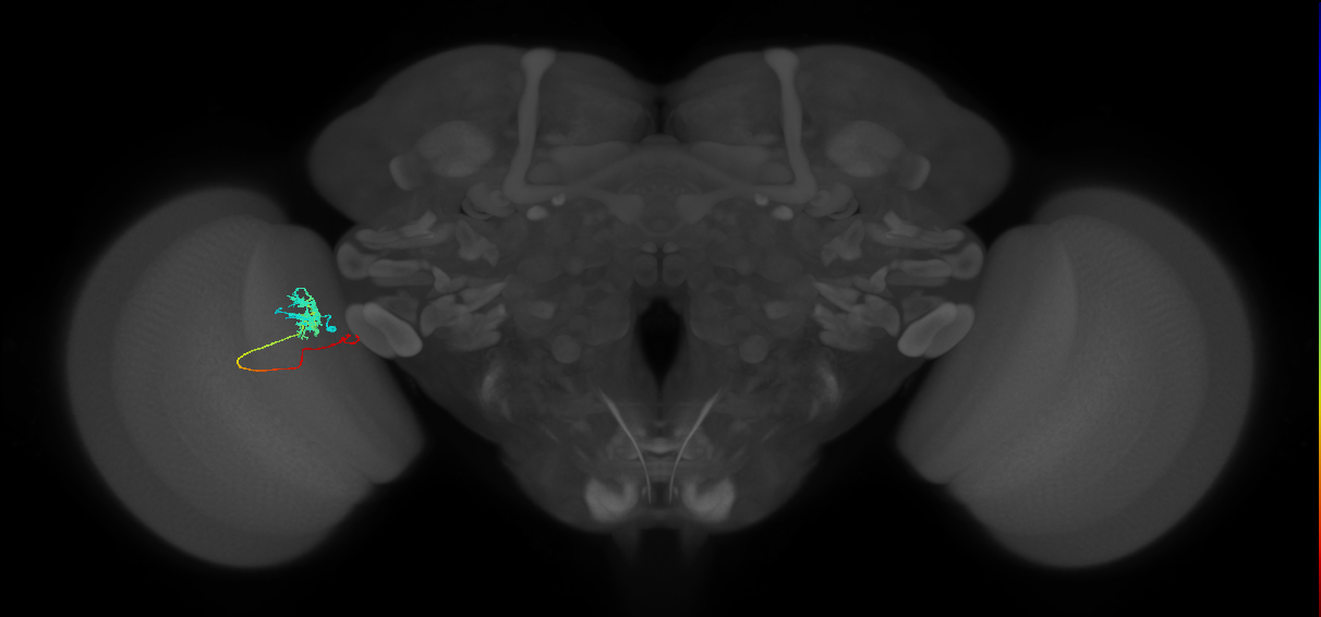 Tm5c_L (MaleCNS:159761)