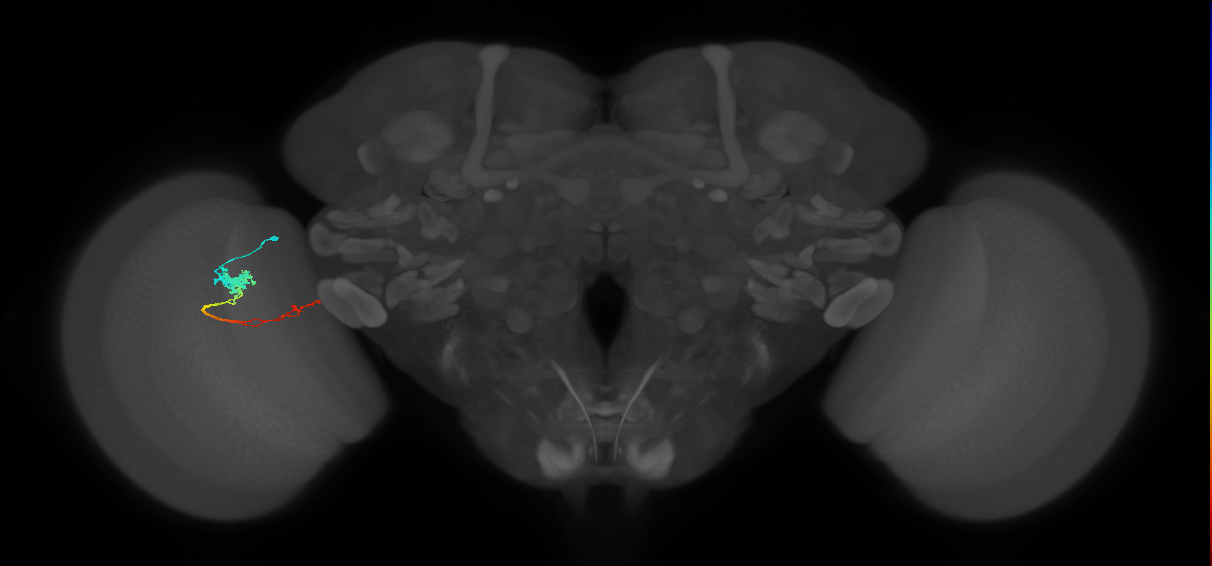 Tm5c_L (MaleCNS:514151)