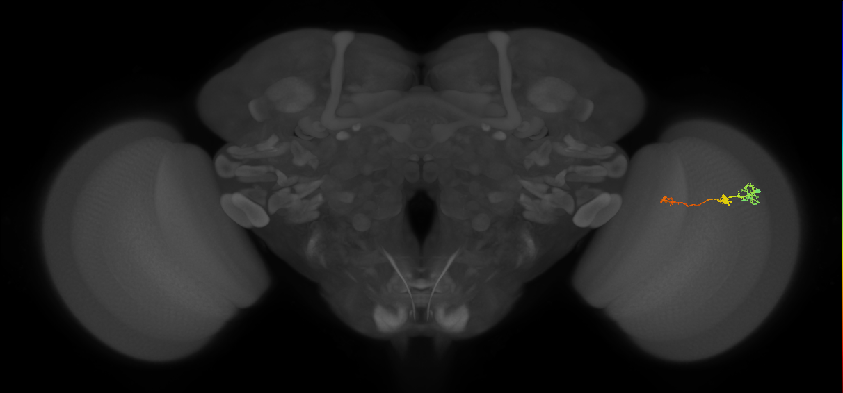 Tm6_R (MaleCNS:107290)