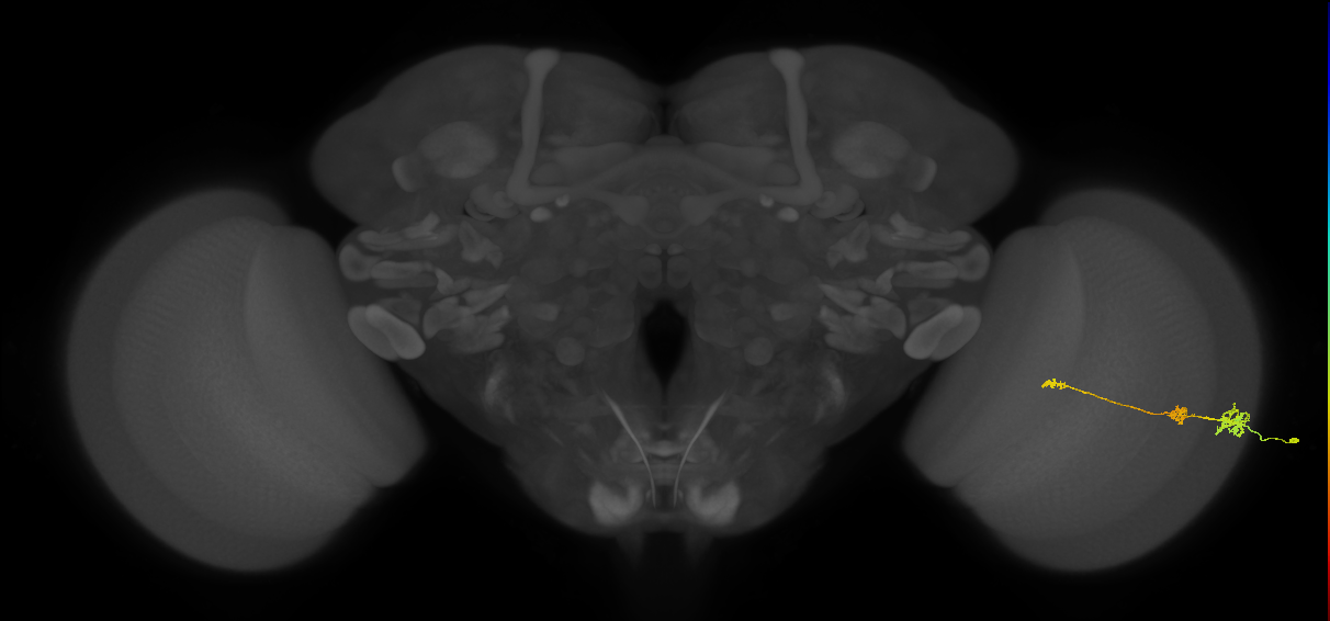 Tm6_R (MaleCNS:142431)