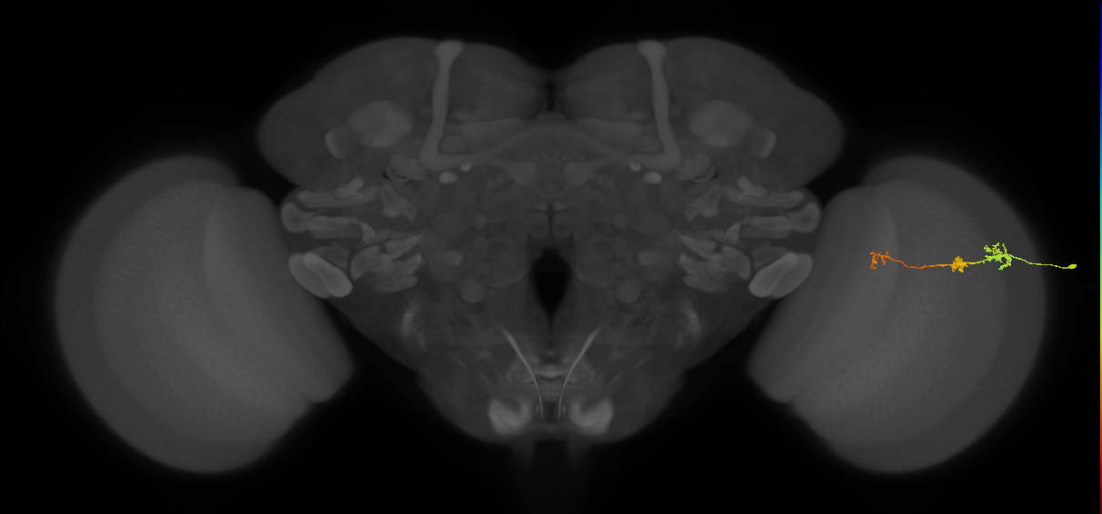 Tm6_R (MaleCNS:144925)