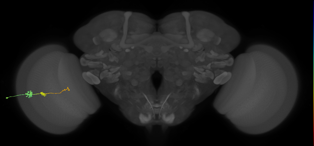 Tm6_L (MaleCNS:99973)