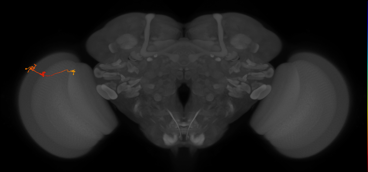 Tm6_L (MaleCNS:121011)