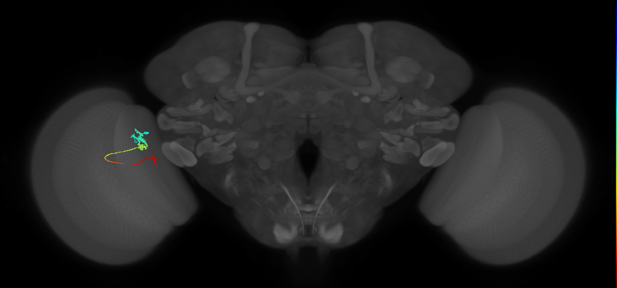 Tm6_L (MaleCNS:103936)