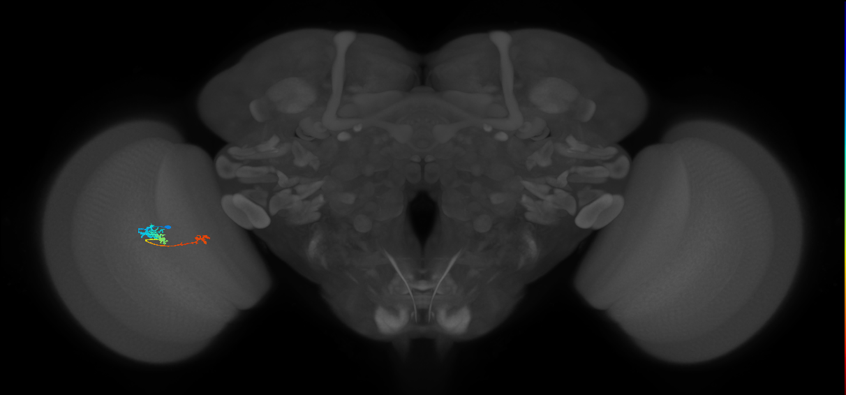 Tm6_L (MaleCNS:545403)